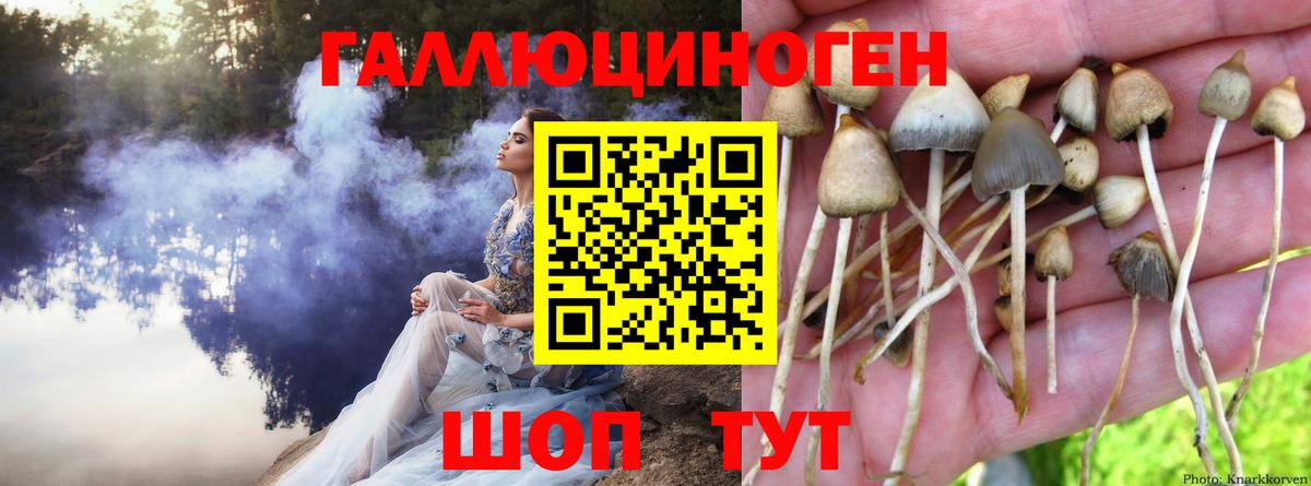 Псилоцибиновые грибы Psilocybine cubensis Ижевск